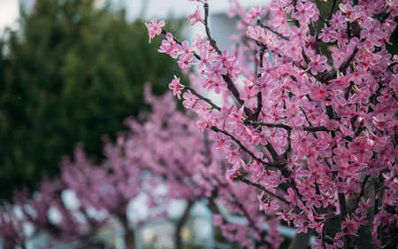 Crystal leavesの写真素材