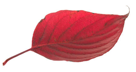 Dogwood leaf isolated on white