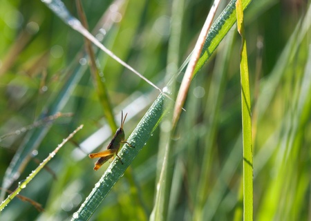 locust sitting on a blade of grass with dewの写真素材