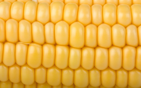 yellow corn cob close-up backgroundの写真素材