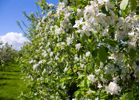 blooming apple trees in gardenの写真素材