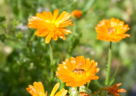 calendula with a bee sitting on a flowerの写真素材