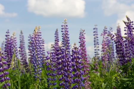 field of lupine purple flowers under skyの写真素材