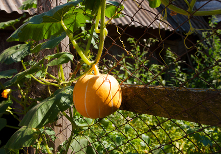 Orange pumpkin in garden on mesh fenceの写真素材