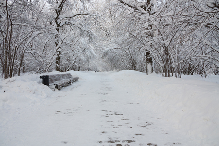 Winter park with snow-covered treesの写真素材