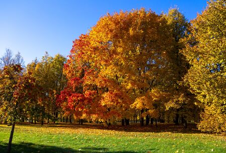 Autumn scenery with maple with red-yellow leavesの写真素材