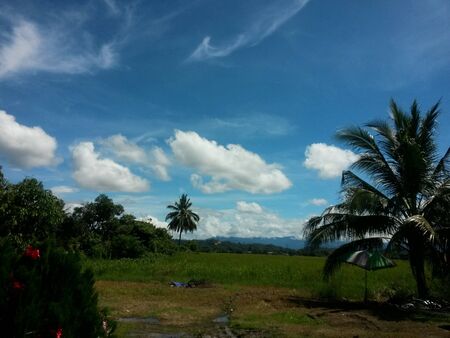 Scenery from a rice fields