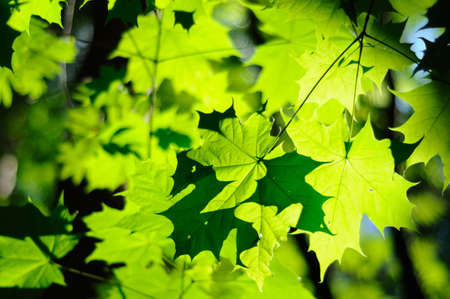 Green maple leavesの写真素材