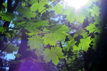 Green maple treaの写真素材