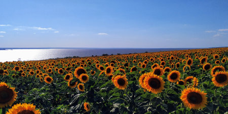 Sunflower fieldの写真素材