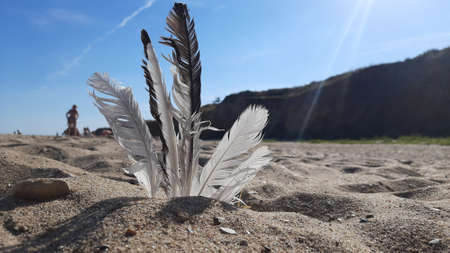 feather on the sandの写真素材
