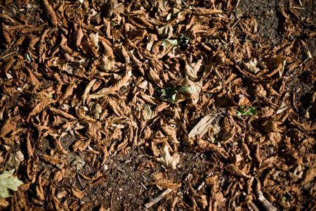 Autumnの写真素材