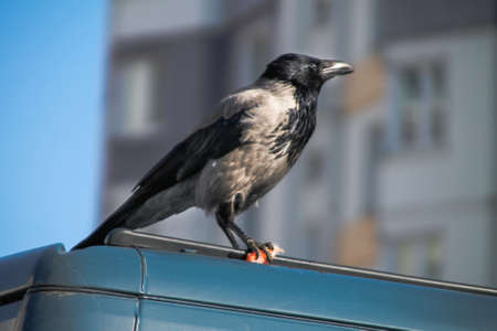 crow sits on a car with food in its pawの写真素材