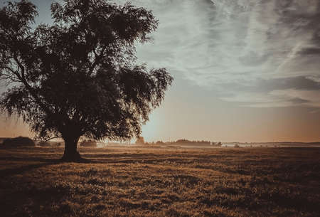 tree in field,summer dawnの写真素材