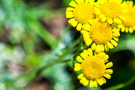 yellow daisies flowers nature the sun is warm closeup