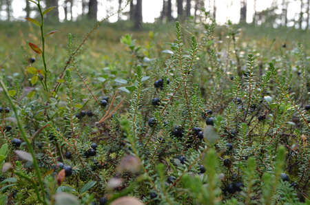 Karelian blueberriesの写真素材
