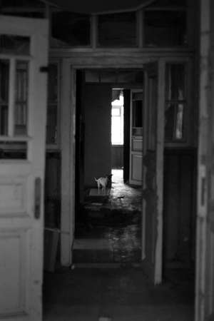 A black and white shot of a door in an abandoned building.の写真素材