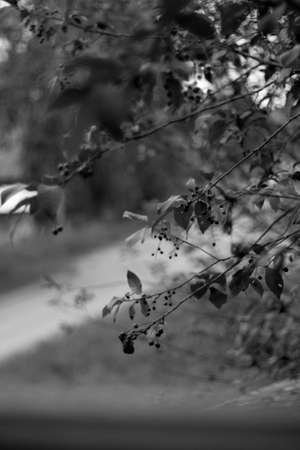 A black and white shot of a tree branch with leaves and berries