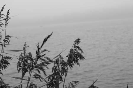 Reed on the shore of the lake in the fog. Black and white photo.の写真素材