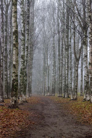 Path in a birch forest in a foggy autumn day.の写真素材