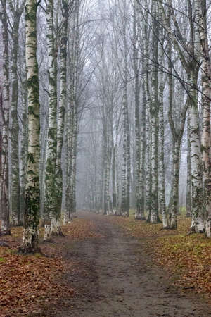 Path through the birch grove in a foggy, misty morningの写真素材