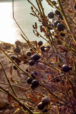 Black olives on the branches of a bush against the background of the seaの写真素材