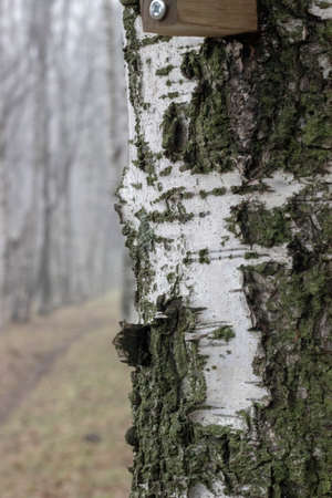 Bark of a birch tree in the forest in winter.の写真素材