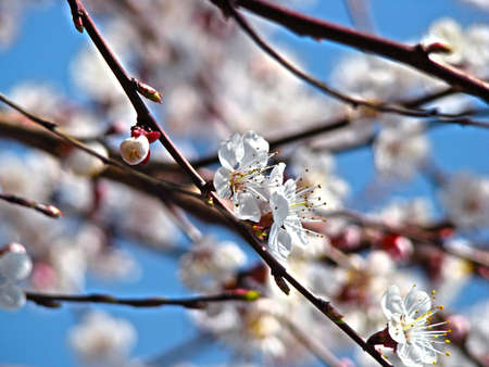 Apple tree branch with a blossoming flowerの写真素材