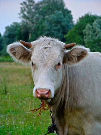 A cow is grazing in a meadow, chewing grassの写真素材
