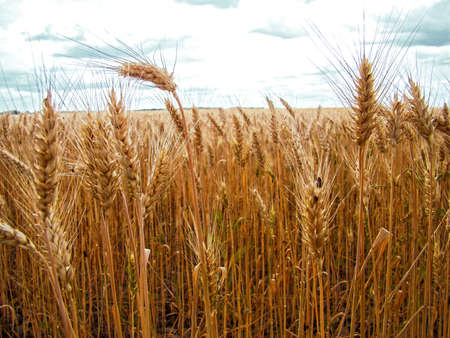 Ripe ears of wheat on the field under the blue skyの写真素材