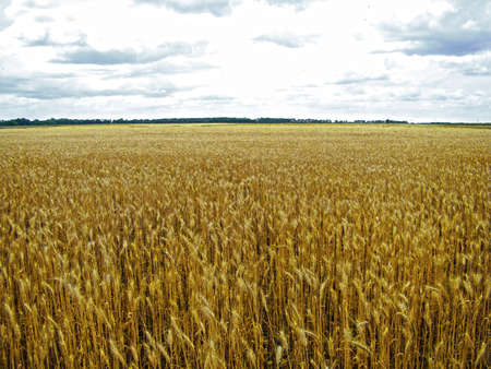 Ripe ears of wheat under the blue skyの写真素材