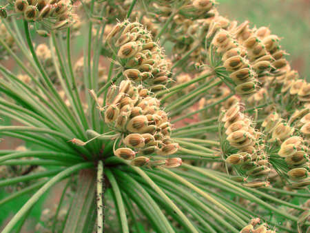 A rare medicinal plant that grows in meadowsの写真素材