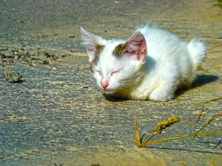 Sweet little kitten who is sleeping on the pavementの写真素材