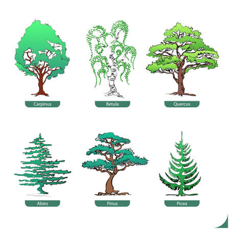 hand drawn collection of softwood and hardwood treesのイラスト素材