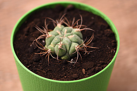 Cactus in a pot on wooden background. close-up.の写真素材