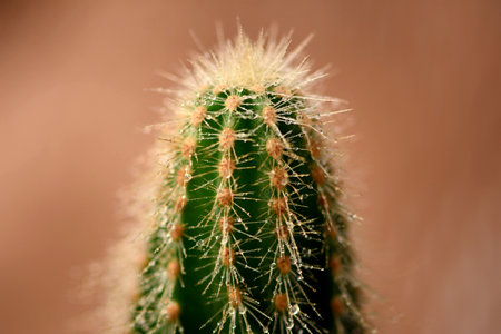 Cactus in a botanical gardenの写真素材