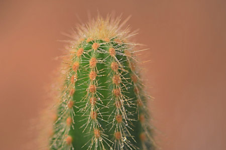 Cactus close up on brown background. Selective focus with shallow depth of field.の写真素材