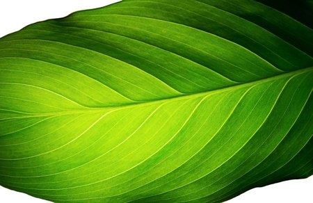 green leaf of a plant close upの写真素材