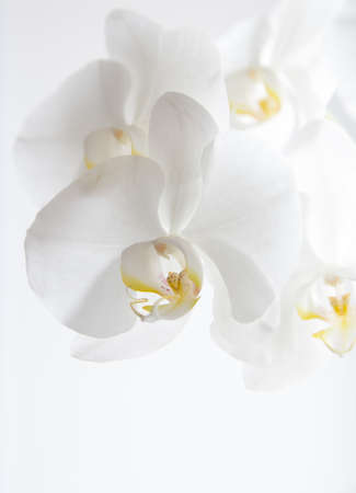 Beautiful white orchid flower on a white backgroundの写真素材