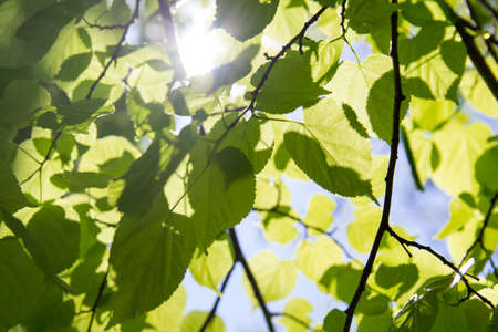 Green leaves on the background of the sunny sky