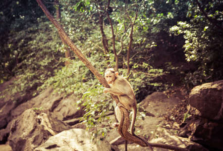 Indian Macaque Monkey in the wild. Bhagwan Mahavir Reserve