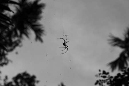 Big spider hanging on a web in a tropical forestの写真素材