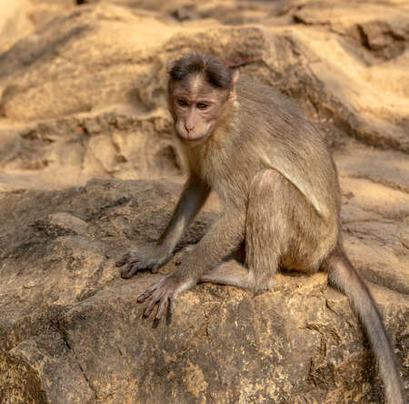 Indian Macaque Monkey in the wild. Bhagwan Mahavir Reserve