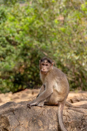 Indian Macaque Monkey in the wild. Bhagwan Mahavir Reserveの写真素材