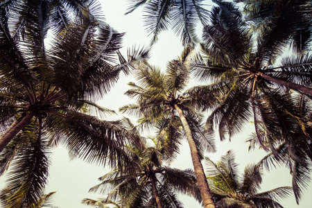 Bunches of coconuts on a palm tree in a rainforestの写真素材