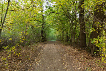Landscape dirt forest road in autumn