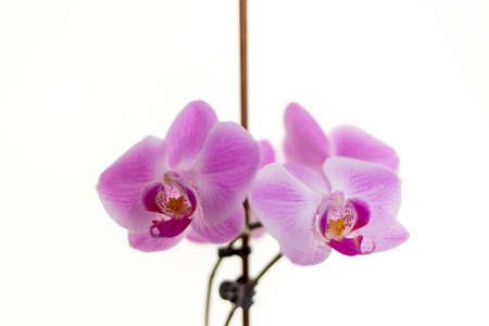 Orchids on a white background. White and purpleの写真素材