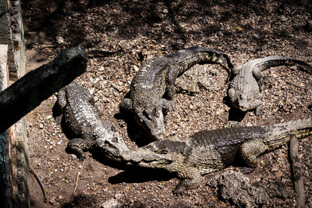 huge crocodiles on a crocodile farm close upの写真素材