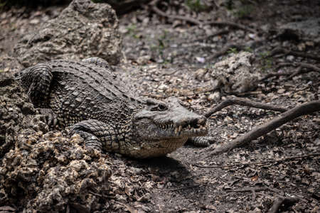 huge crocodiles on a crocodile farm close up