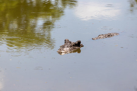 huge crocodiles on a crocodile farm close upの写真素材